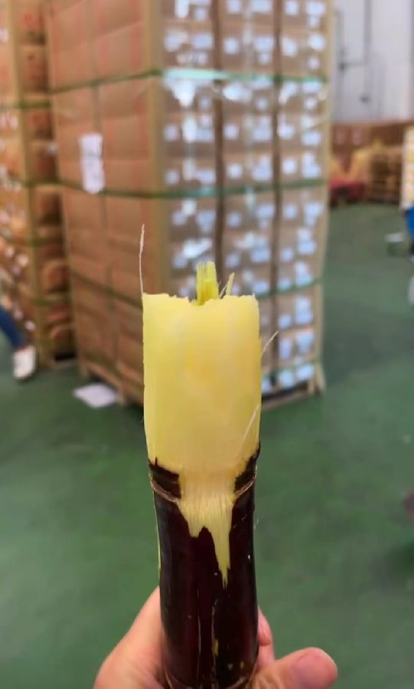 甘蔗/sugarcane